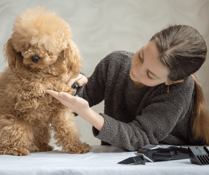 The Importance Of Pet Grooming: Keeping Your Pet Healthy And Happy