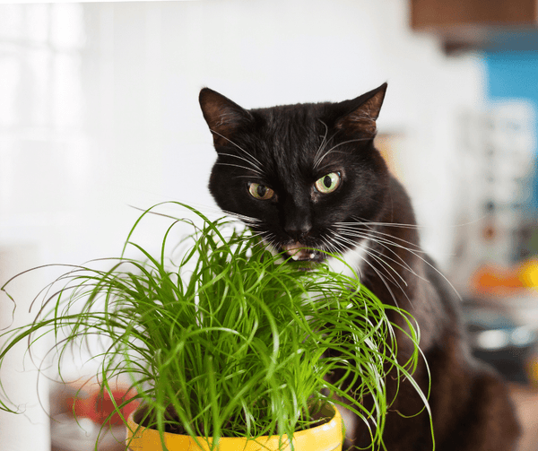 Why Do Cats Eat Grass? The Truth Might Surprise You